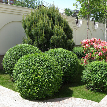 金叶女贞球园林绿化庭院球形植物小叶女贞树苗金森女贞苗四季常青