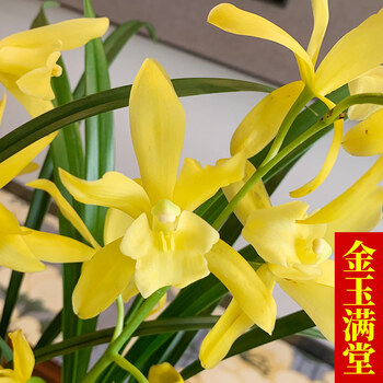 超香兰花 红贵人浓香型盆栽四季好养建兰花卉绿植兰草兰花苗 金玉满堂