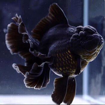 森悠saryor金鱼活鱼观赏鱼红白泰狮鱼淡冷水宠物包活78cm黑泰狮精品1