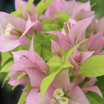 麦基乐三角梅四季勤开花正宗巴西稀有品种爬藤重瓣老桩树苗耐寒带土