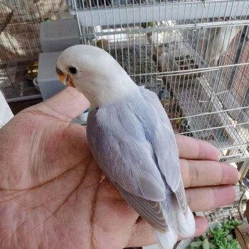 牡丹鸚鵡活體愛情鳥綠小太陽活物說話鳥鸚鵡鳥彩色鳥活體黃桃綠桃黃金