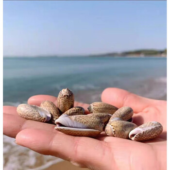 包手工diy拍摄背景风铃漂流瓶鱼缸装饰品套浅灰色仙女螺3厘米左右6