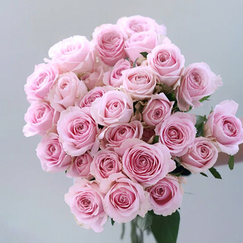 白玫瑰鲜花云南直发20支家用插花水养昆明基地直批空运 粉红雪山玫瑰