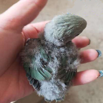 玄凤鹦鹉鸟活物幼鸟虎皮花桃牡丹派特粮手养鸟一只绿金顶雏鸟奶粉礼包