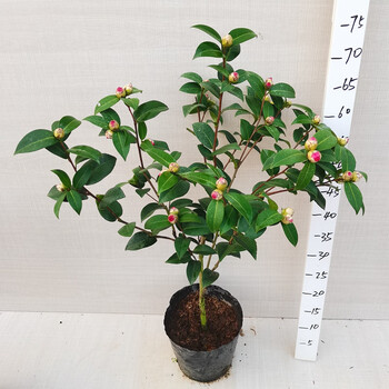 黛比茶花名贵品种进口云杂怒杂品种阳台客厅绿植花卉福建龙岩 5年苗