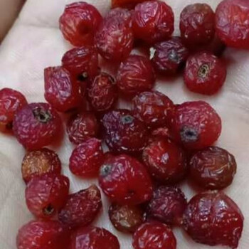 虎钢馋东北大兴安岭特产野果山丁子山钉子新鲜李子半干