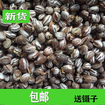 5折严选严选杨拉罐洋辣子罐蛋活幼虫高蛋白粮食鱼饵鸟仓鼠零食坦克虫4