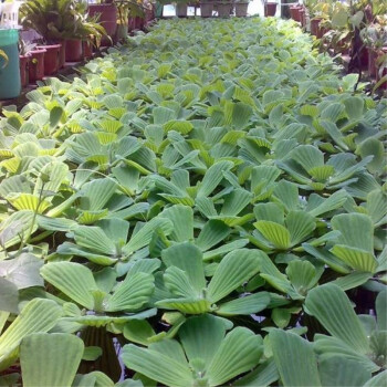 魚池淨化水植物養魚草水草四季淡水魚缸水生植物水草漂浮小浮萍水芙蓉