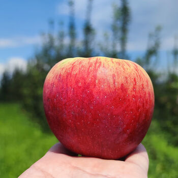 正宗云南昭通红露苹果新鲜红富士冰糖心丑苹果整箱精选果今年新果老树