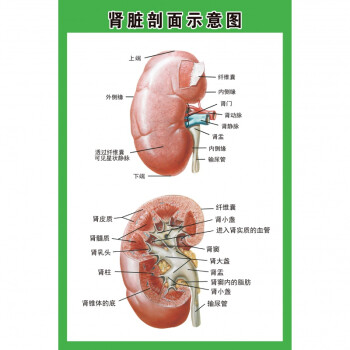 百简人体内脏解剖示意图医学宣传挂图人体器官心脏结构图医院海报肾脏