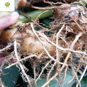 农家土特产贵州草果老根新鲜草果花草果叶高汤香料调料根500克