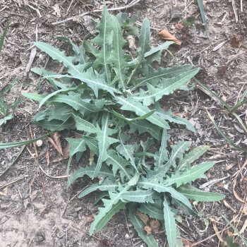 乳苣菜新鮮現挖現發農家野菜頭茬苦苦菜帶跟帶葉野苦菜紫花苦麻菜