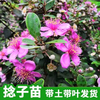 桃金娘树苗捻子果苗山菍子树地稔子小苗常绿南方北方种植庭院盆栽 稔