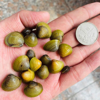 黄金河蚬溪蚬淡水小河蚌水族活体螺贝壳原生冷水水族观赏除绿水12公分