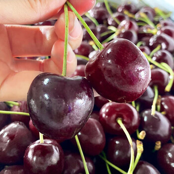 李绅美国车厘子新鲜水果大樱桃应季当季整箱大果1000g克j26mm含28mm不