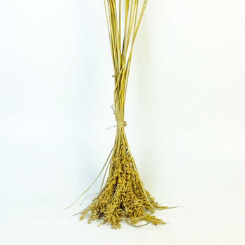 稻杆干稻穗稻谷子干花摆设装饰成熟水稻结婚庆祝拍摄影道具橱窗装 80