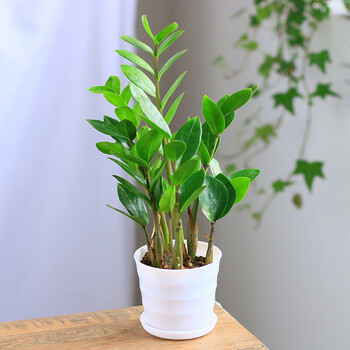 金钱树花卉盆栽植物室内客厅观叶大型绿植钱串四季常青发财树金钱树