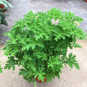 驱蚊草盆栽植物驱赶蚊子防蚊草避蚊草室内庭院室外香净化空气绿植2盆