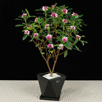 金边瑞香盆栽老桩浓香型花卉植物室内花客厅冬季耐寒好养开花不断6年