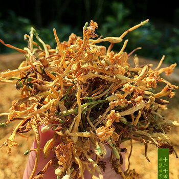 北京同仁堂内廷上用原材料云南西双版纳深山野生金银花新茶花香味花草