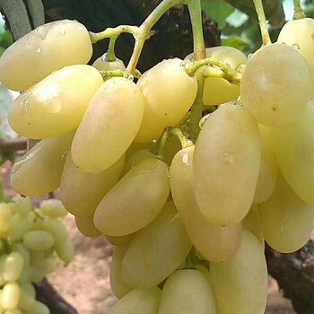 顺丰京咚速发张家口怀来白马奶葡萄怀来葡萄水晶牛奶葡萄提子沙城产地