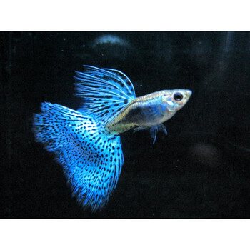 孔雀鱼凤尾活体淡水草缸大尾生下崽怀孕母鱼天空蓝精品蓝草尾1对可选