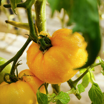 晨臻内蒙古特产当季现摘大黄柿子新鲜水果黄色番茄西红柿铁皮柿子顺丰