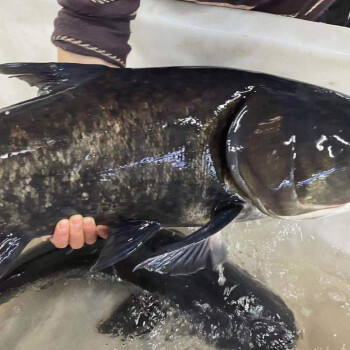 千島湖正宗花蓮胖頭魚鮮活大頭胖頭魚魚整條魚頭淡水魚冷水魚千島湖