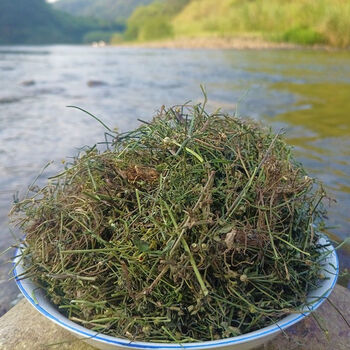 北京官方原料晒干白花蛇舌草野生山蛇尖草干蛇总管水线草羊须草蛇利草