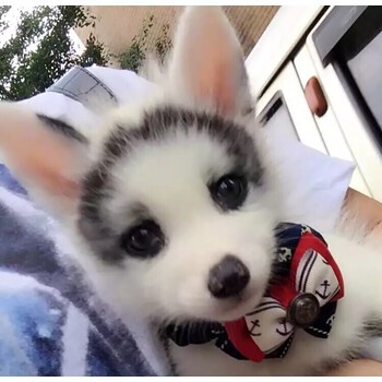 网红宠物狐狸活的雪狐幼崽白狐蓝眼冰岛狐小狐狸黑狐金花狐活体 饲养