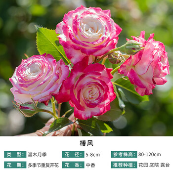 落沙园自育月季盆栽花苗蒙胭扣罗衣灌木藤本阳台庭院花卉椿风小苗带