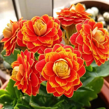 新品花卉稀有长寿花金狐狸盆栽重瓣客厅带花带花苞室内花卉四季开花
