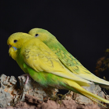 闽笼 一物一拍 亲人上手鹦鹉幼鸟特色大头虎皮牡丹玄凤鹦鹉玩具鸟活物异宠活体宠物鸟雏幼体幼崽特萌大体型特色大头新品种 12 图片价格品牌报价 京东