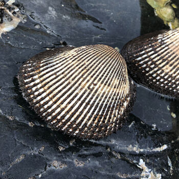 海鲜鲜活大赤贝 鲜活赤贝生吃刺身新鲜大毛蛤海鲜水产 2斤装