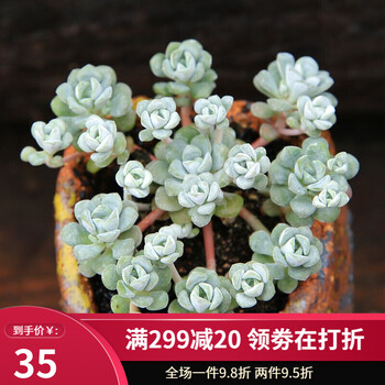 醉花春银月多头群生多肉植物盆栽肉肉新手植物办公室创意花卉绿植白霜 塑料盆栽好 图片价格品牌报价 京东