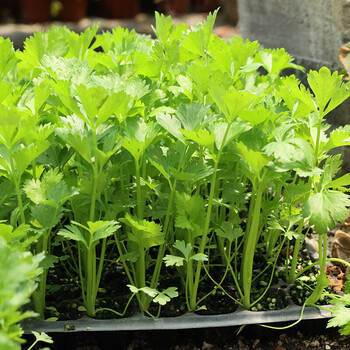 芹菜苗四季小香芹西芹四季阳台盆栽幼苗 西芹苗(30颗)