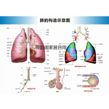 醫科醫學教學掛圖橫版肺的構造圖防水防曬背膠背面有膠32寸60x80釐米