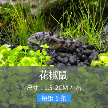 老鼠魚清道夫金苔鼠小型觀賞魚活體吃青苔底棲除藻清潔垃圾工具魚2cm