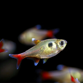 鱼官儿 观赏灯科鱼红尾金旗6条(1cm-2cm) 灯鱼