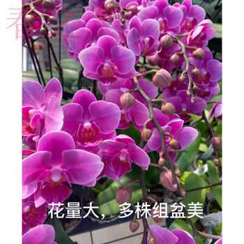 对版蝴蝶兰带花剑苗3 5寸抽梗苗根系粗壮室内盆栽年宵花卉2 8寸ll29小红梅 中小花双剑 开花含花苞不含盆 图片价格品牌报价 京东