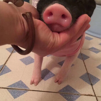 小香猪活体 幼崽家养纯种宠物猪可爱萌宠网红猪仔长不大迷你猪 小香猪