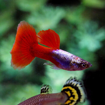 鱼官儿 孔雀鱼白金红尾3对 热带淡水小型观赏鱼 水族活体凤尾鱼3-4cm