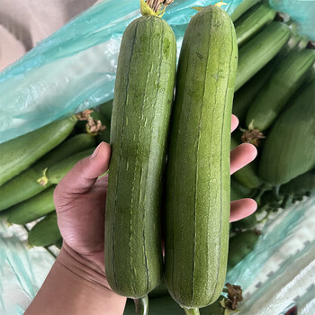 短棒肉丝瓜新鲜 粗水瓜土香丝瓜坏果包赔 3斤