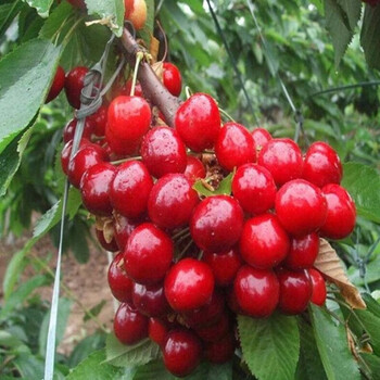 御春阁车厘子树苗特大樱桃树苖南方北方四季种植地栽别墅庭院果树苗 耐寒福星（6年苗） 4年苗