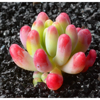 八千代   黑王子 玉露 花月夜 四海波 白牡丹花卉绿植 果冻已女心 不