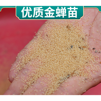 知了猴种子 金蝉养殖 活体蝉蚁 孵化好金蝉幼虫苗卵枝 金蝉幼苗1靠 