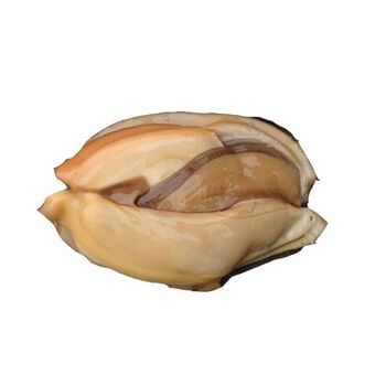 鲜美惊【微山湖生河蚌】河蚌肉生河蚌新鲜活体现杀去壳蚌肉冷鲜净肉