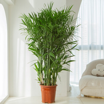 夏威夷竹绿植大型室内落地客厅大盆栽办公室凤尾竹热带植物椰子树 高