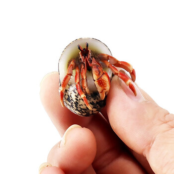 青青自然 寄居蟹网红懒人宠物蟹活体观赏淡水包活鲜活蟹 深紫幼体2