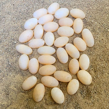 中华草龟蛋新鲜食用生态乌龟蛋单枚重6-8g 草龟蛋50枚 10枚约1斤